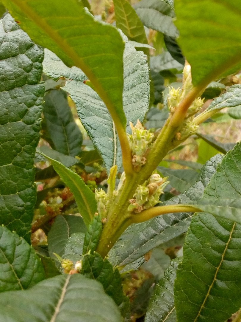 Laurel del Cera - Vista 3